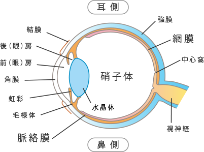 眼内図