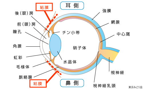 はやり目 流行性結膜炎 池袋サンシャイン通り眼科診療所