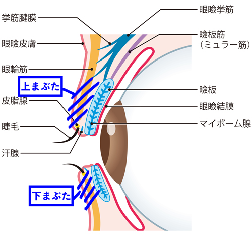 眼瞼痙攣/まぶた