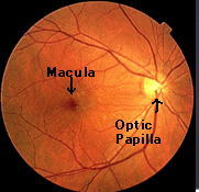 About macular