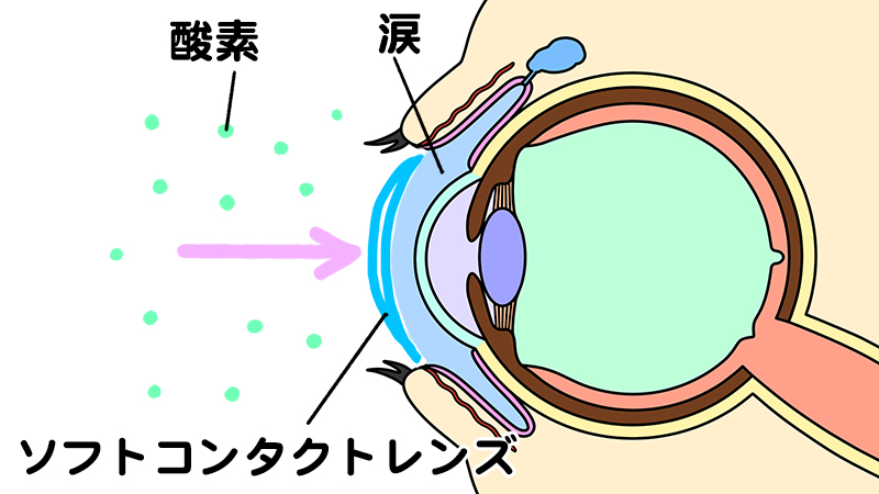目の角膜